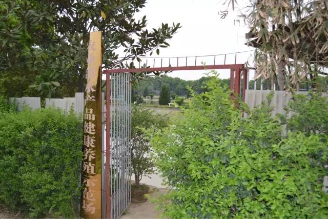 湖南最好的锦鲤养殖基地,湘潭锦鲤养殖