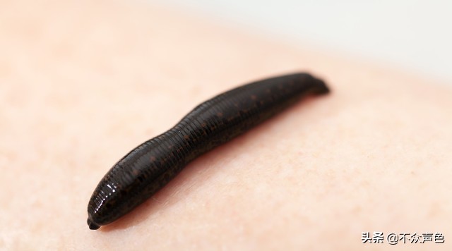 身体误吞蚂蝗，会在体内繁殖吗？被吸血了别慌，这么做