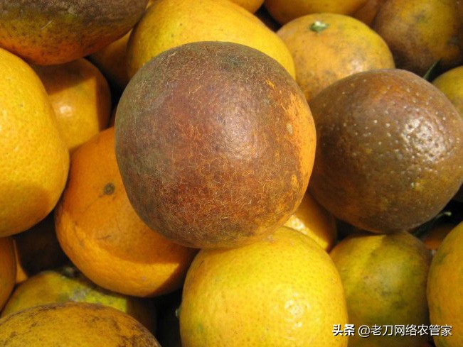 柚子急性炭疽病的症状,柚子炭疽病病原