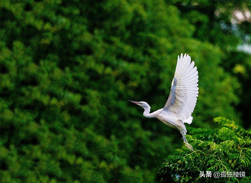 白鹭拍摄测光曝光技巧,白鹭的拍照技术