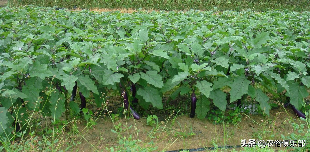 吊死鬼茄子,茄子鬼是真的吗