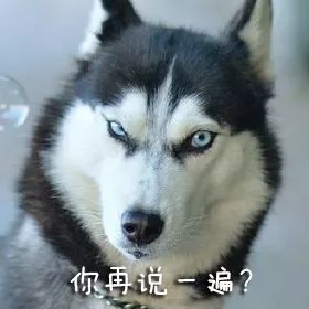 别动不动“累成狗”，汪星人表示不服！