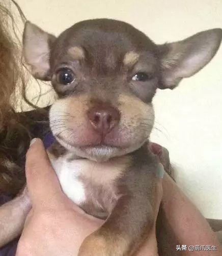 猫咪被蜜蜂蜇了怎么办,猫被蜜蜂蜇了的照片