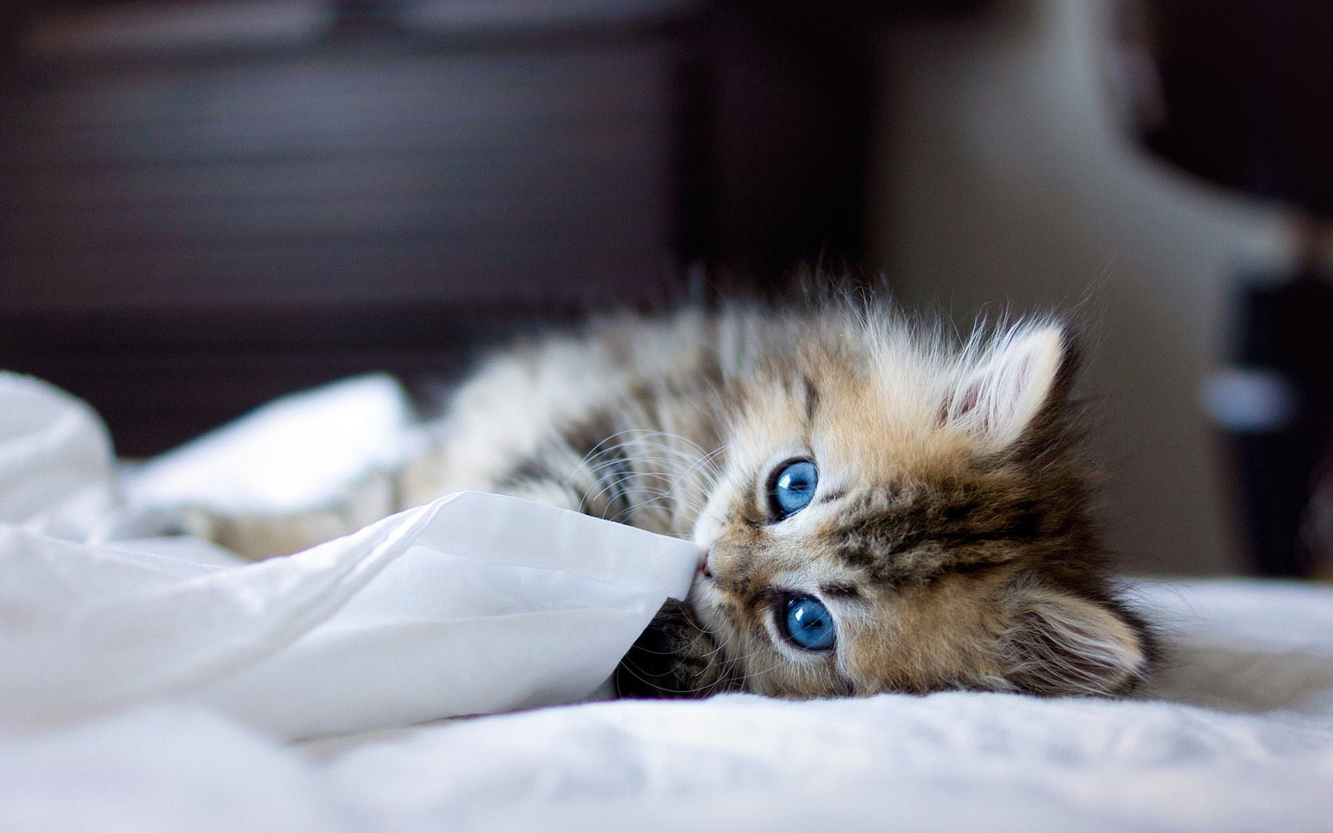 猫咪尿闭好了后尿血,猫咪尿闭好了之后又出现尿血