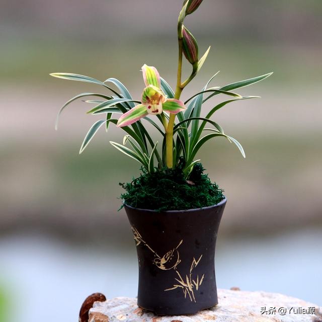 民国兰花五角硬币收藏价值,翡翠兰花有收藏价值吗