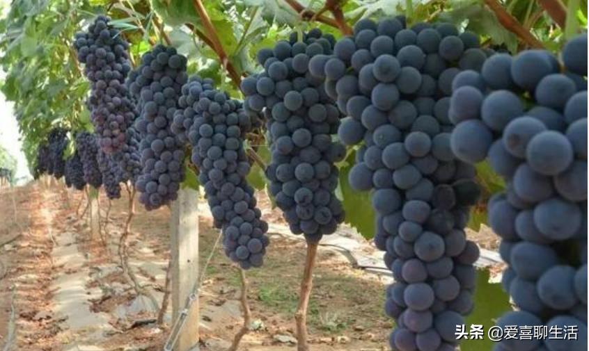 葡萄怎样洗得干净又好吃,立秋后葡萄怎么用磷酸二氢钾