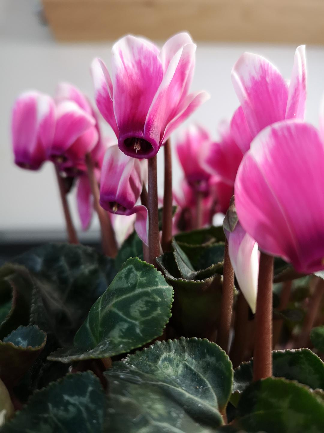 养花卉技巧仙客来,养仙客来的教程