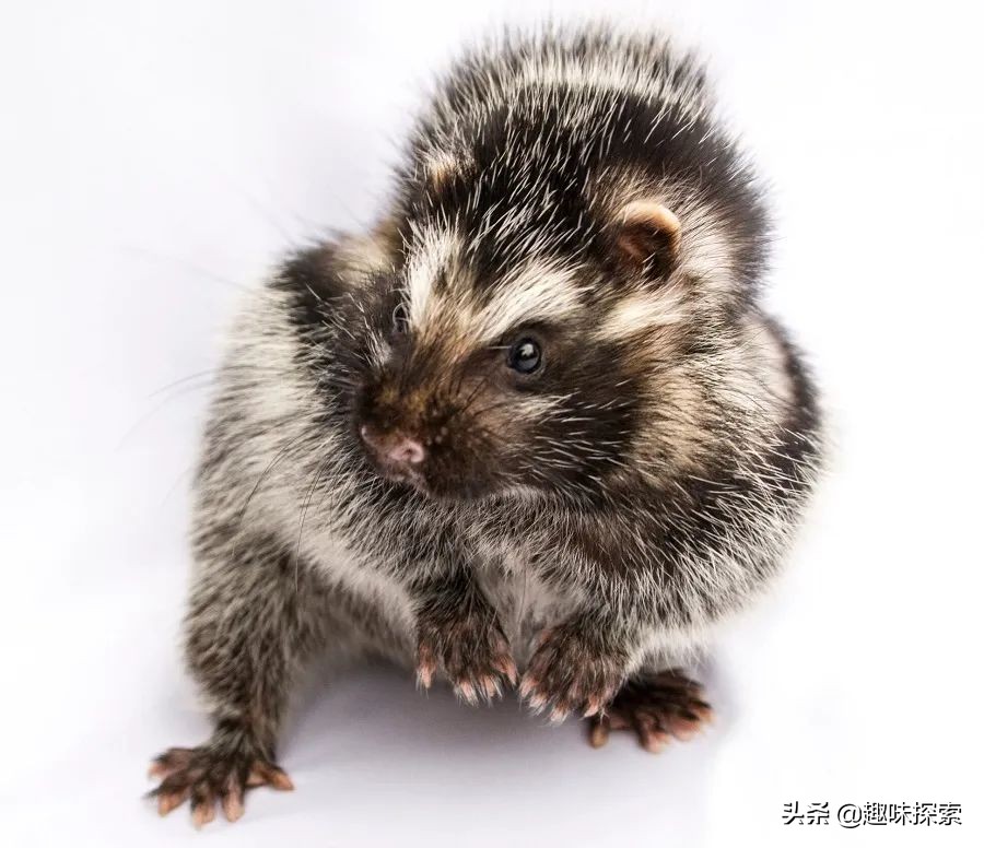 将剧毒涂在身上，不怀好意的野狗全被毒死，唯一善用毒的啮齿动物