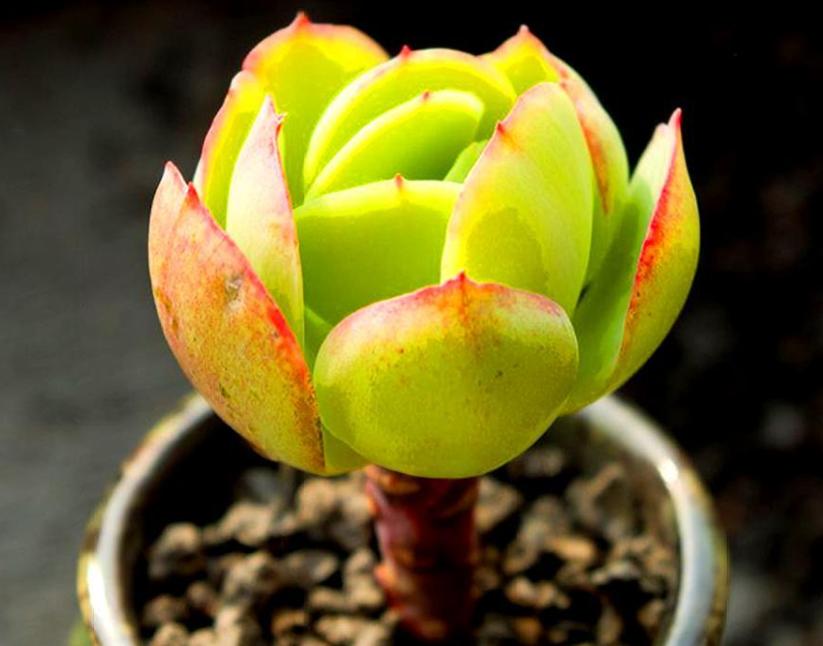 碧桃多肉夏季怕晒不,冬天养的多肉怎么不长新芽