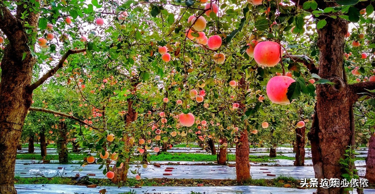 梦中小屋的安妮正版,梦中小屋的安妮书籍