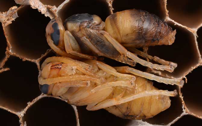 蜂蛹有什么价值,蜂蛹有什么营养价值和功效