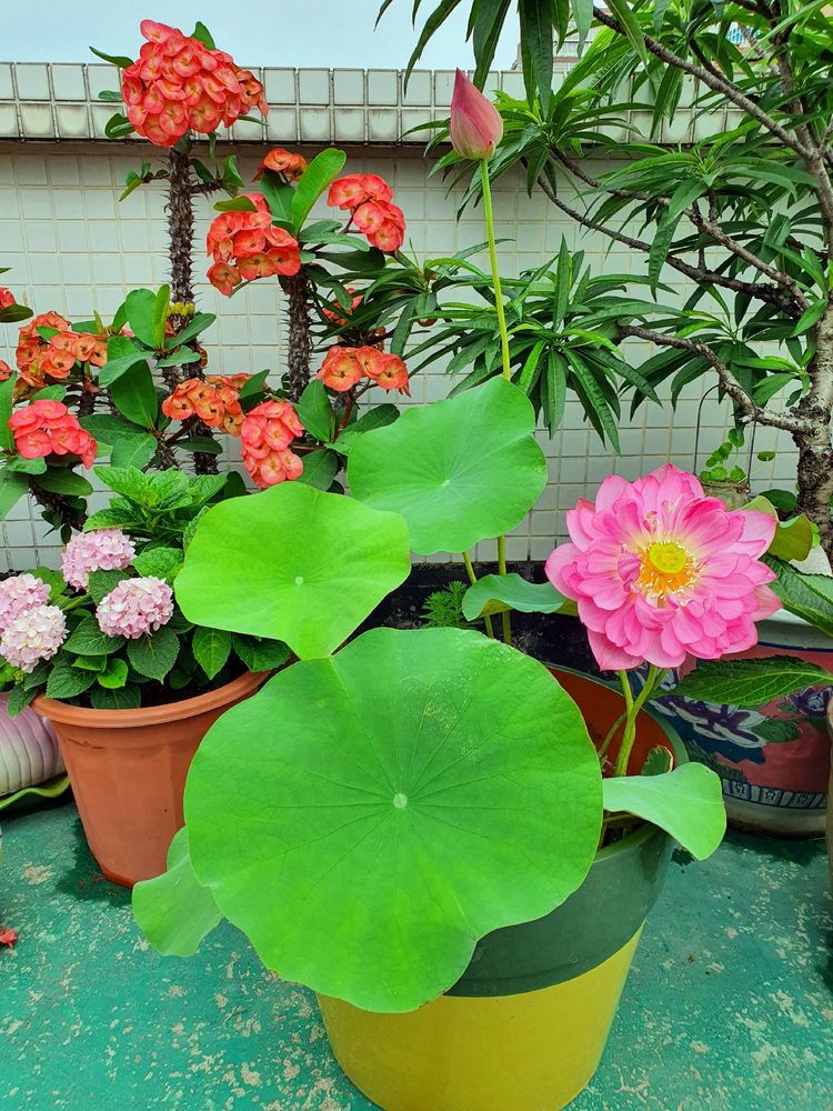 15平米露台改造成功案例,50平方楼顶改造露台和花园