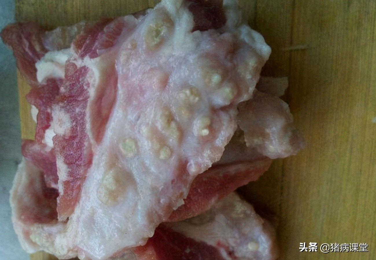 猪囊尾蚴病的发病原因、症状及防治措施探究