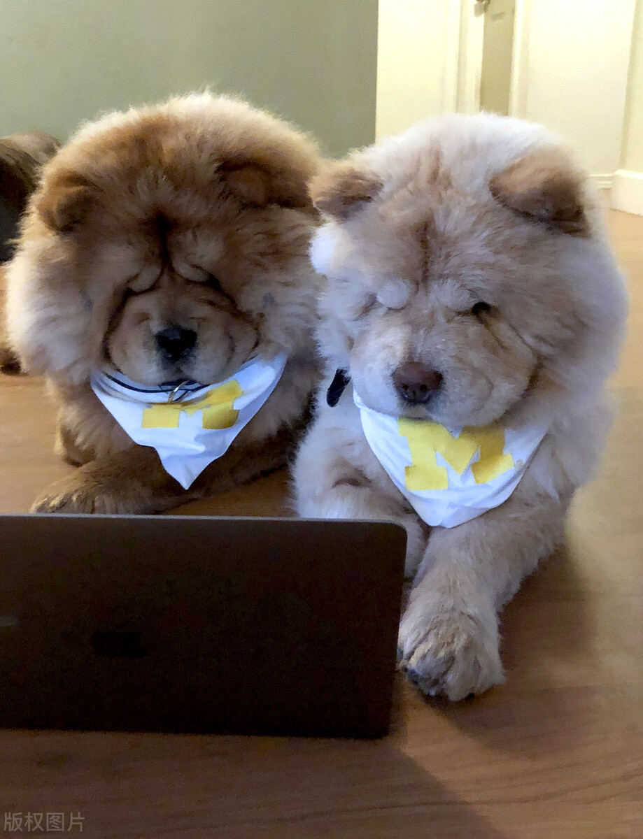 松狮犬的喂养与护理方法,松狮犬吃什么比较好养呢