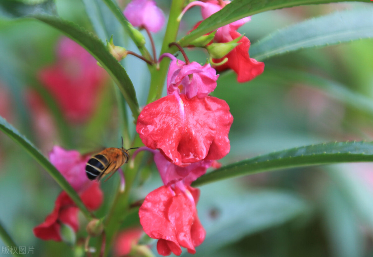 那些令人赞叹的庭院花卉,5种庭院生活方式的花卉