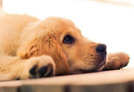 怎么照顾狗狗的老年生活,7岁狗狗必须做的六件事