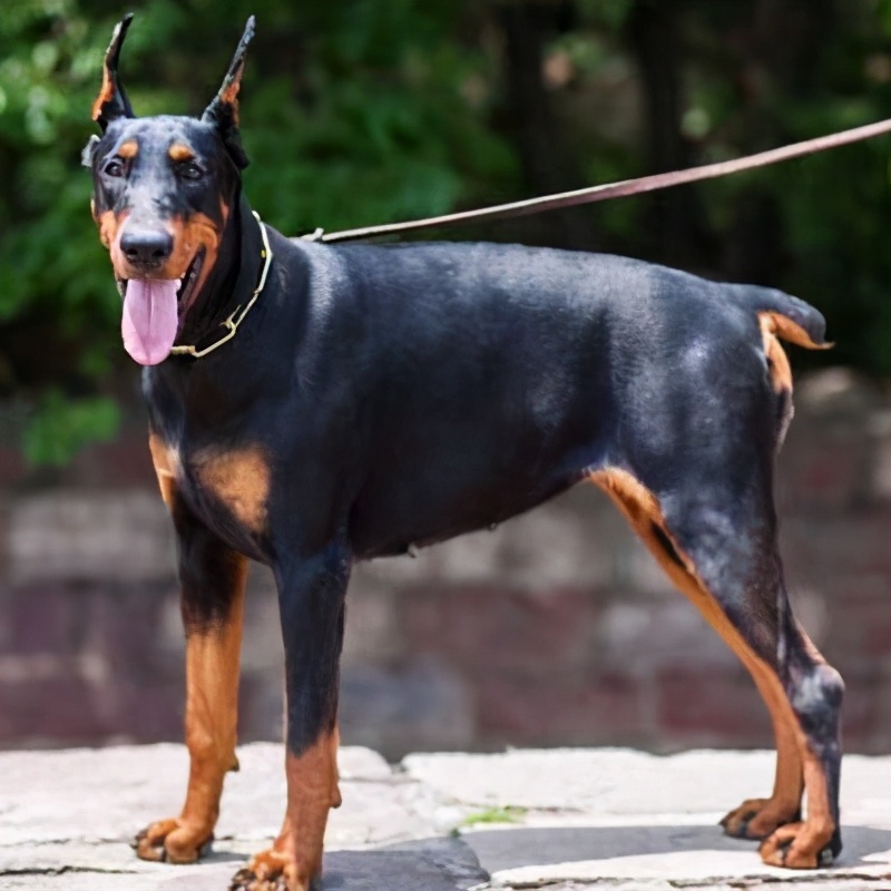 狗狗皮下脂肪瘤的特征,狗狗肿瘤长得快一定是恶性的吗