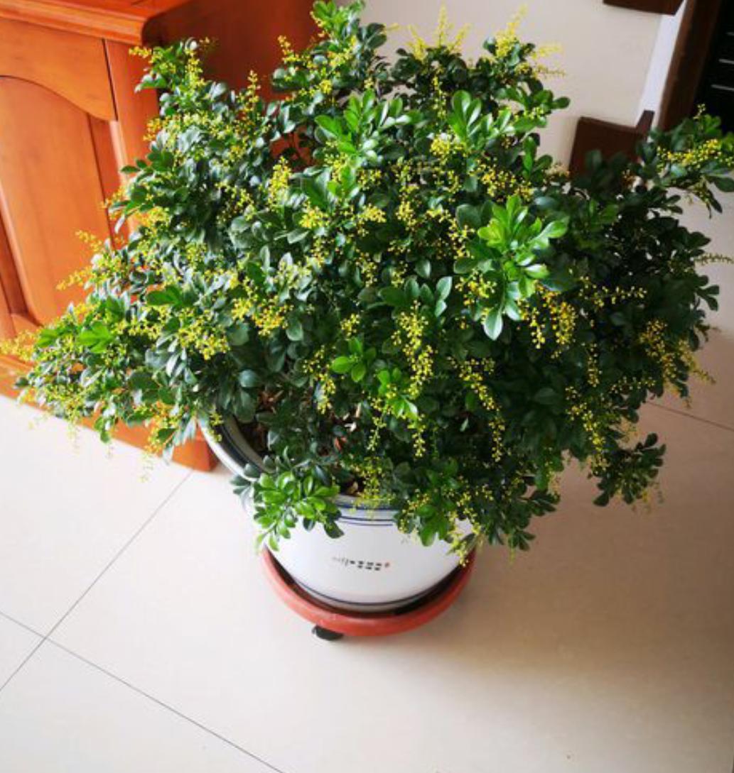 米兰花越冬的修剪方法,米兰花冬天怎么养护和浇水呢