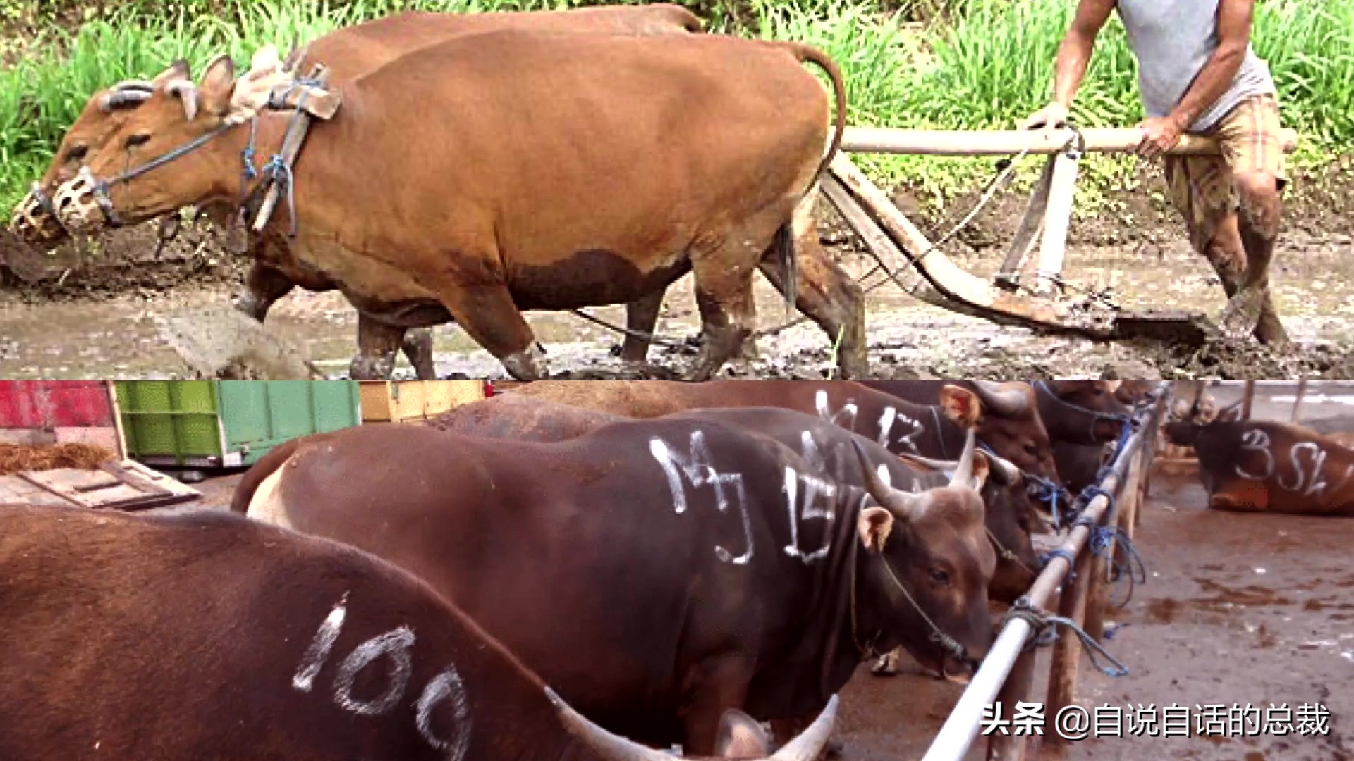 阿努纳奇创造人类7次文明,阿努纳奇人类起源