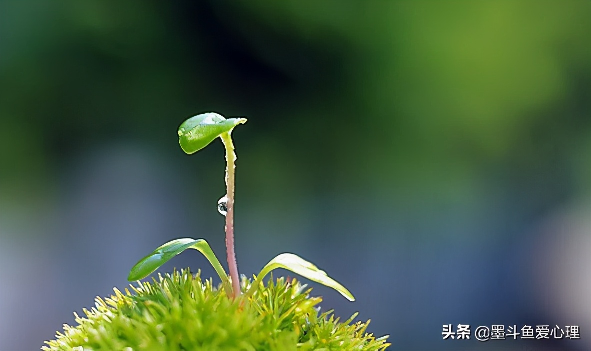 汪峰怒放的生命说的是什么,汪峰为何要怒放的生命