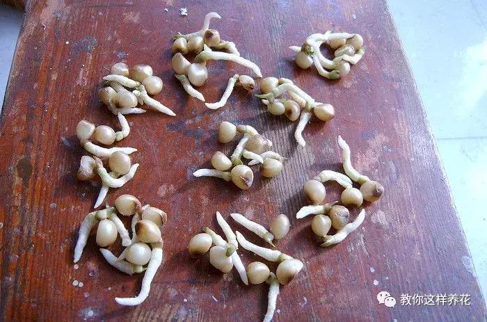 君子兰开花后变成三个头了咋养,君子兰怎样才能结子