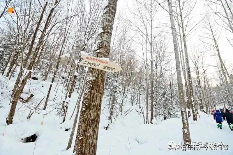 冬天漠河白桦林童话世界完整视频,冰雪大世界长白山雪乡六天五晚