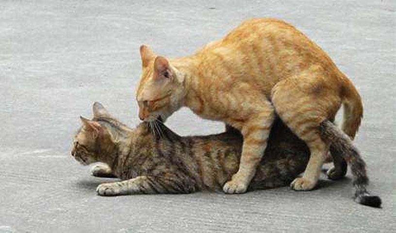 科普：猫咪发情期，那点“羞羞”的事你知道多少？猫咪繁殖冷知识