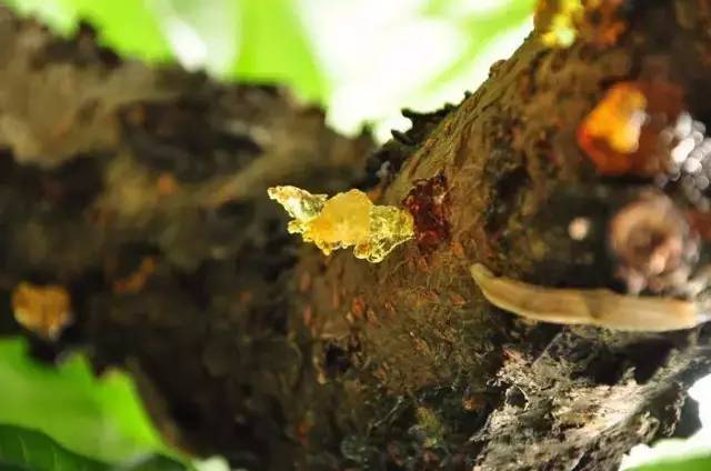 青竹无甲醛水粉怎么用,青竹经典黑和流光白颜料的区别