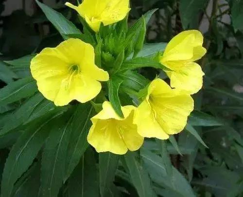 减肥日记100个视频,减肥日记女200多斤