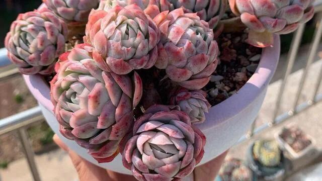 多肉冰梅和贝瑞哪个更容易出状态,多肉冰梅怎么养爆盆