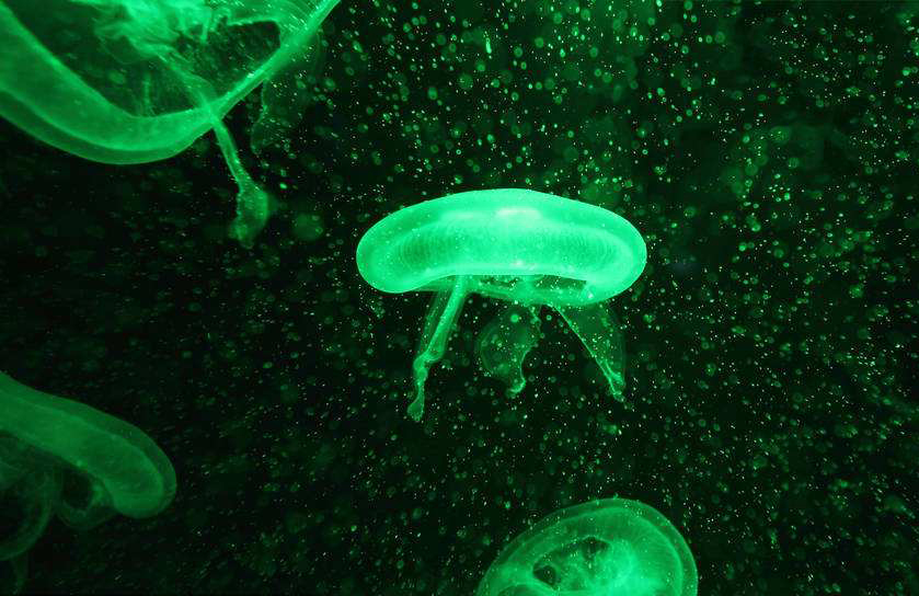 从无机到有机，生命的出现几乎是不可能的，生命到底从何而来？