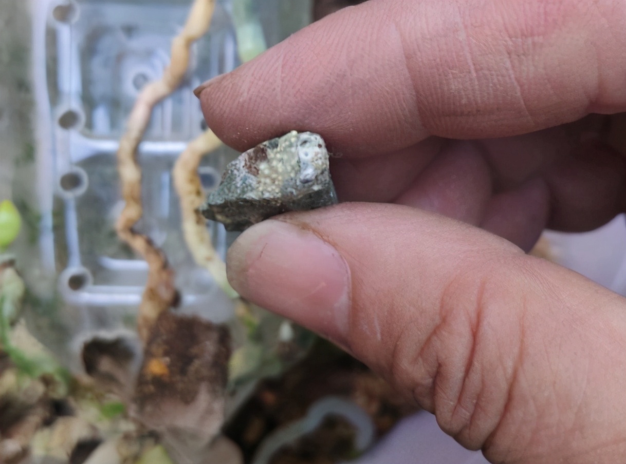 蝴蝶兰为什么花芽长得慢,蝴蝶兰长得不高怎么办