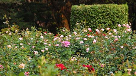 坐地铁1号线攻略,深圳1号线游玩攻略免费