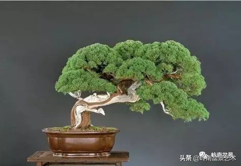 松柏盆景造型舍利,柏树盆景舍利制作全过程图解视频