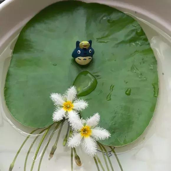 一叶莲叶子边缘发黄腐烂,一叶莲新叶发黄发黑为什么