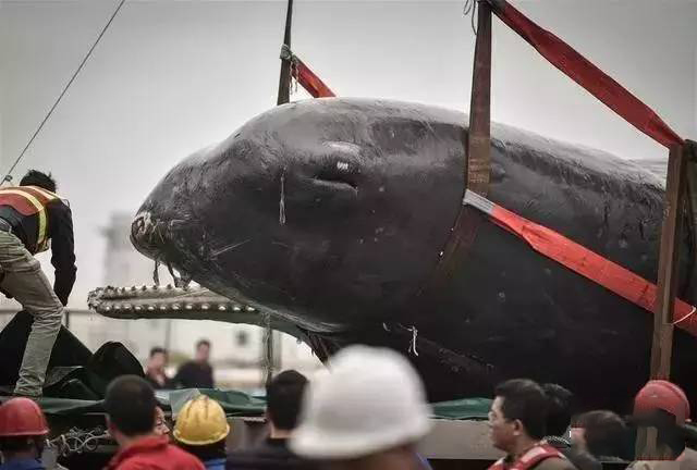 台州鲸鱼搁浅现状直播,台州鲸鱼搁浅死的鲸鱼怎么处理