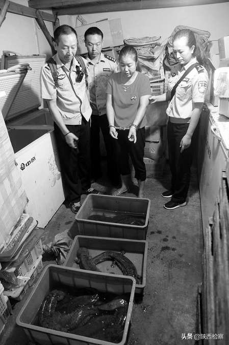 长达600斤的野猪,500斤野猪被蜥蜴掏空还跑了