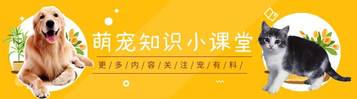 狗狗贪玩不回家咋办,狗狗贪玩叫不回来怎么办