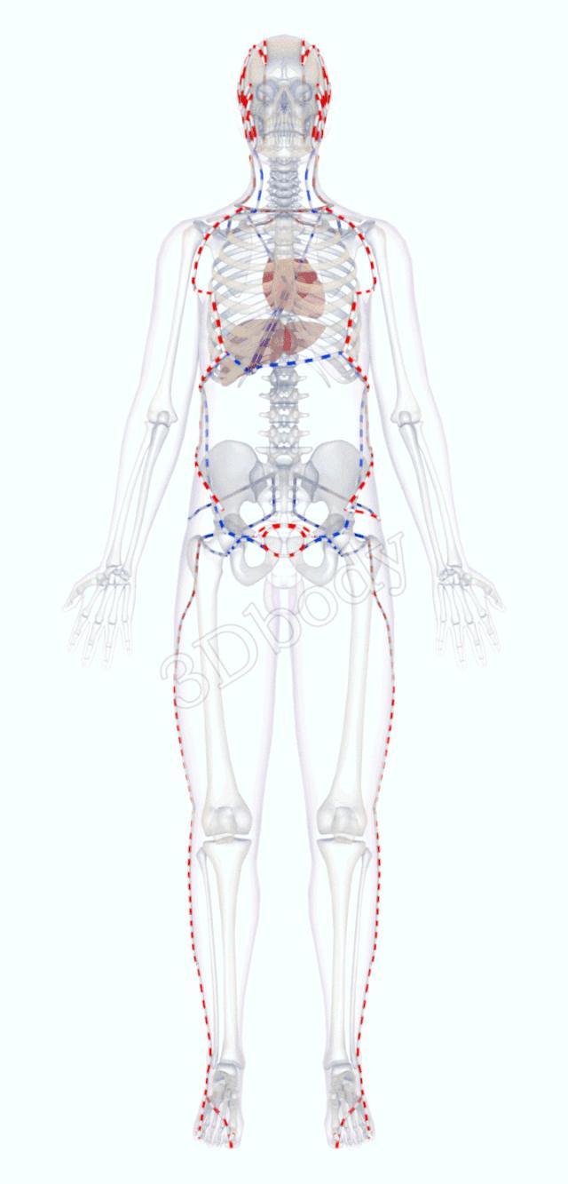 3d经络循行图讲解,阴维脉与阳维脉3d循行动态走向图