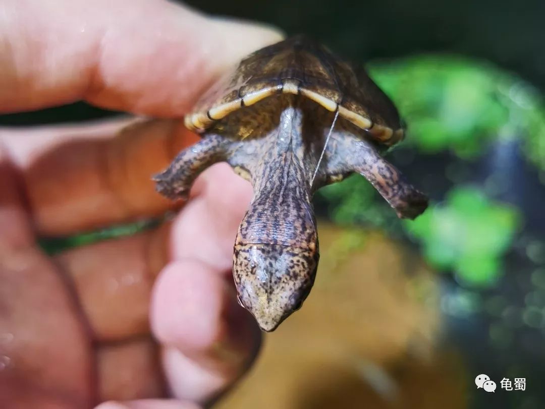 蛋龟之斑纹泥龟的介绍,蛋龟漂亮