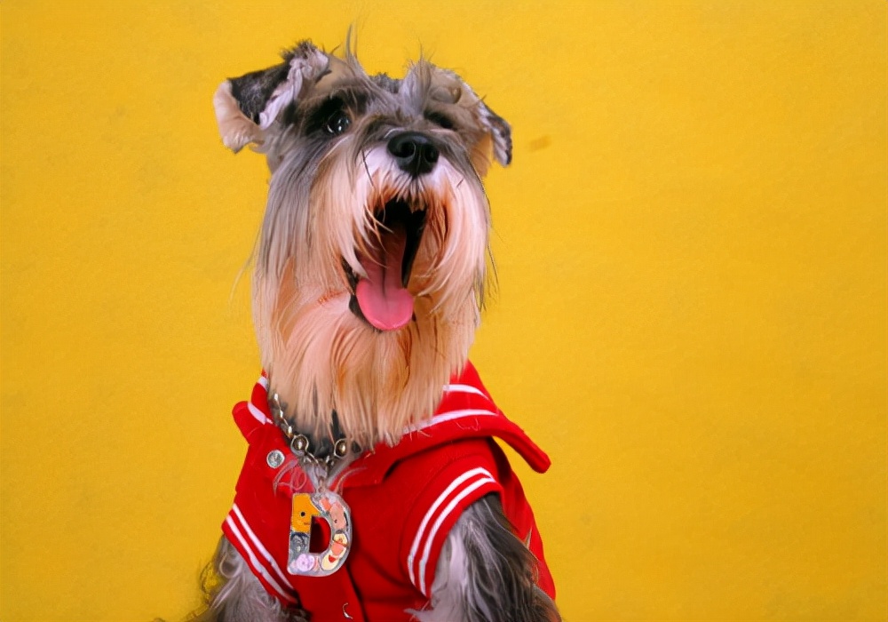 狗狗养狗心得,狗狗得狗癣怎么办