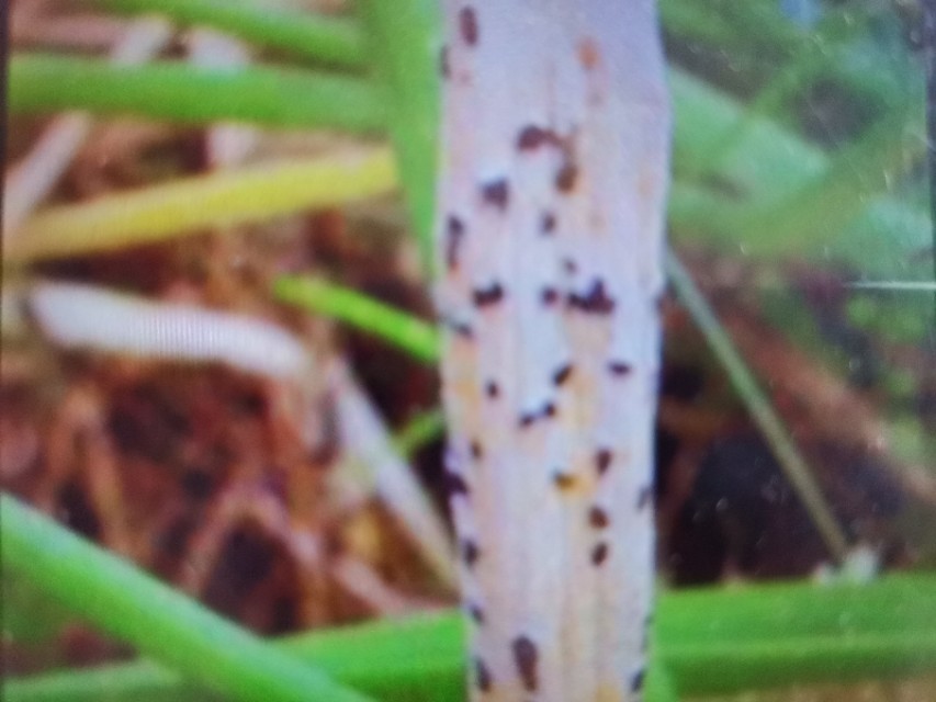 葱得了大葱锈病还能吃吗,葱黄锈病怕什么