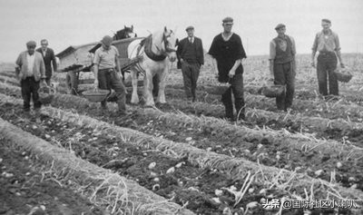 爱尔兰与土豆的渊源,聊聊英国的土豆文化