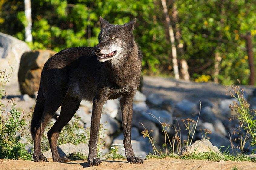 狼图腾大揭秘,狼图腾狼行天下