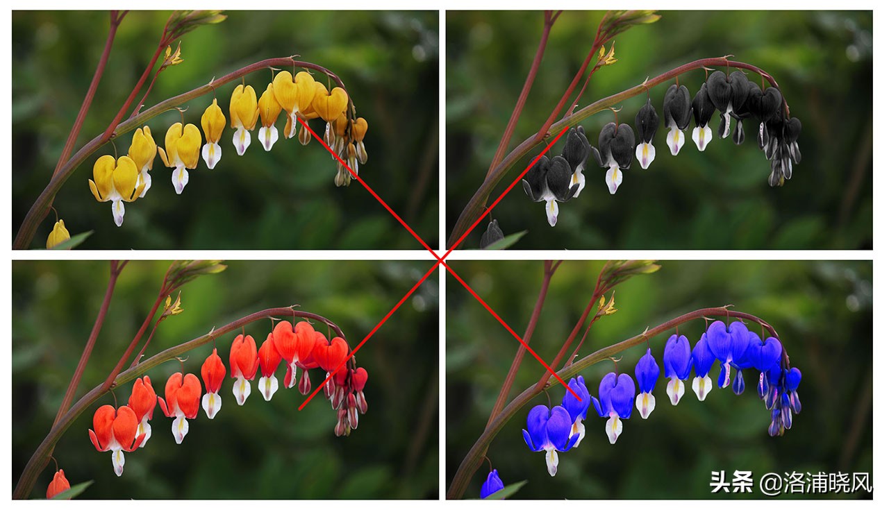 牡丹的名贵品种黑牡丹和绿牡丹,牡丹的稀有品种绿牡丹和黑牡丹