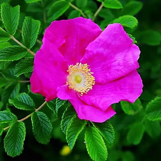 月季玫瑰蔷薇的果实,蔷薇玫瑰月季怎么分辨