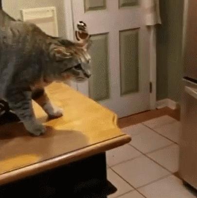 猫和老虎能杂交生育吗,猫和老虎可以生育吗