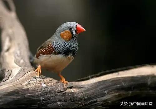 怎么用彩铅画出一只鸟儿,最简单的鸟儿画法