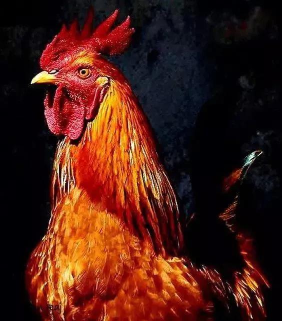 世界各地的图腾代表图片,世界各个国家的图腾分别是什么