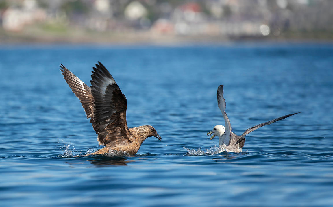 会喷毒液的鸟,会喷臭液的昆虫